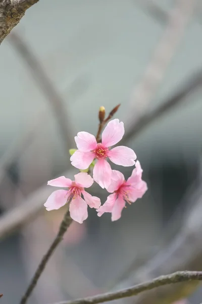 Güzel Sakura Ağacı Çiçeği Mevsimlik Kiraz Çiçeği — Stok fotoğraf