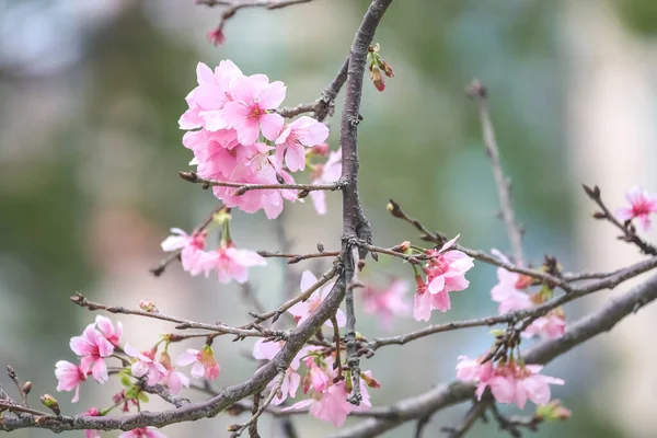 Mooie Sakura Boom Bloem Seizoensgebonden Kersenbloesem Bloem — Stockfoto
