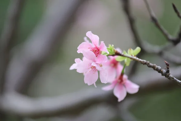 Bela Flor Árvore Sakura Flor Cereja Sazonal — Fotografia de Stock