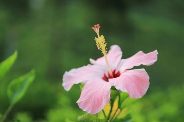 Pembe amber çiçeği, doğa konsepti.