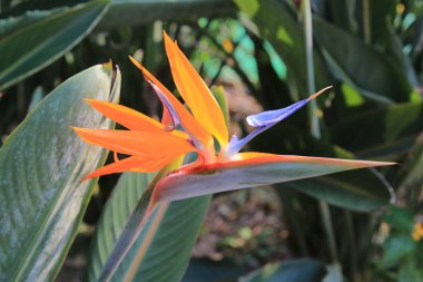 Doğa konsepti, bahçedeki çiçek.