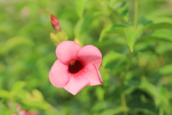 Doğa Konsepti Bahçedeki Çiçek — Stok fotoğraf