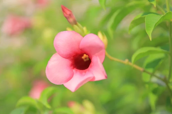 Koncepcja Przyrody Kwiat Ogrodzie — Zdjęcie stockowe