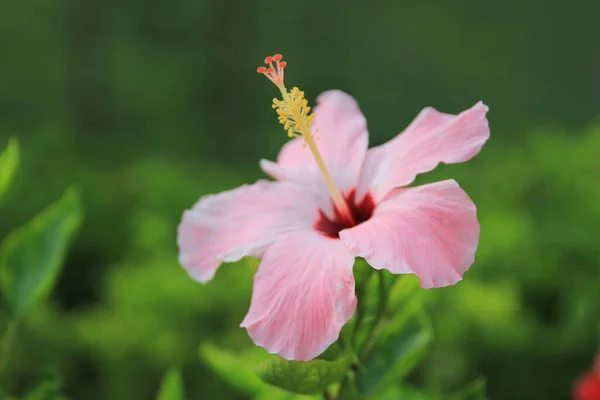 stock image a pink hibiscus flower, the nature concept