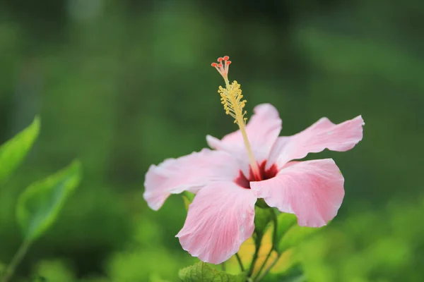 Una Flor Hibisco Rosa Concepto Naturaleza —  Fotos de Stock