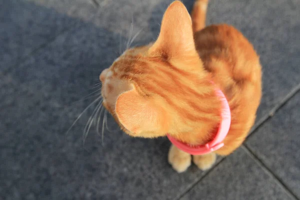 Ein Rotes Orangefarbenes Flauschiges Kätzchen Sonnigen Tagen — Stockfoto