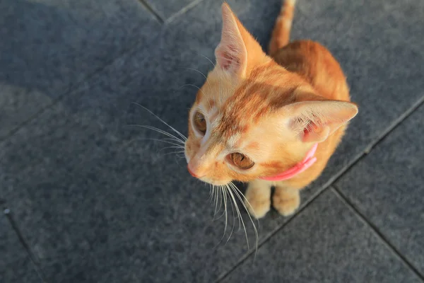 Gattino Rosso Arancio Soffice Nella Giornata Sole — Foto Stock