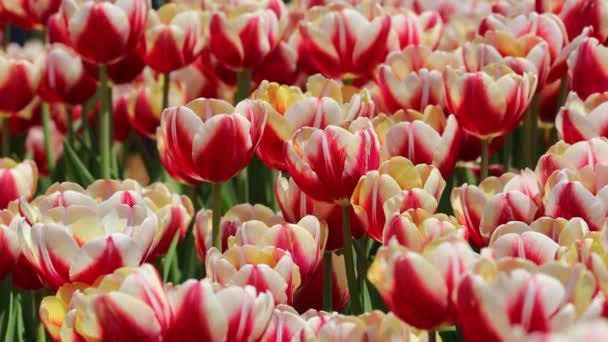 Flores Tulipán Jardín Del Patio Trasero — Vídeos de Stock