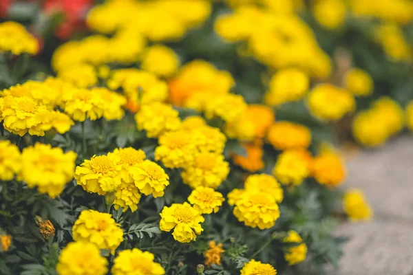 Cama Flores Parque Amarillo Francés Flor Caléndula —  Fotos de Stock