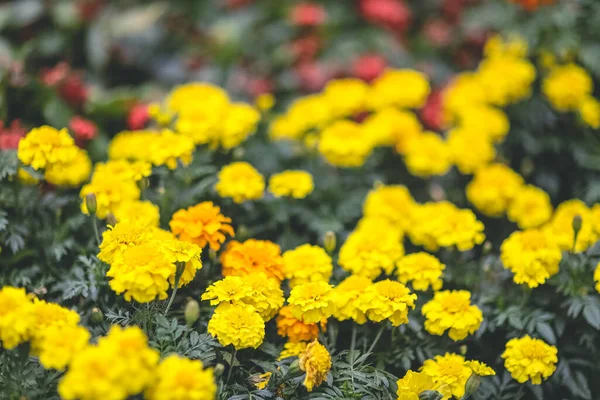 Cama Flores Parque Amarillo Francés Flor Caléndula —  Fotos de Stock