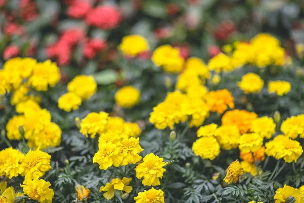 Flower Bed Park Yellow French Marigold Flower — Stock Photo, Image
