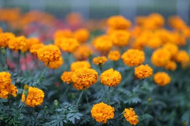 Park Turuncu Marigold Çiçeği 'nde çiçek tarhı