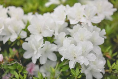 Beyaz açelya çiçekleri, Park 'ta büyüyen bitkiler.