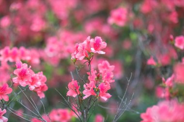 Kırmızı açelya, Azalea ağaçta çiçek açıyor.