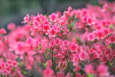 Kırmızı açelya, Azalea ağaçta çiçek açıyor.