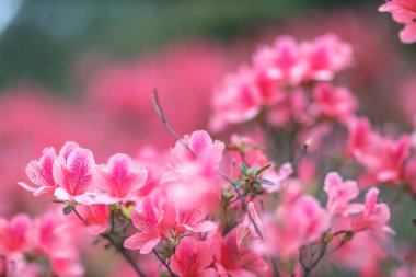 Kırmızı açelya, Azalea ağaçta çiçek açıyor.