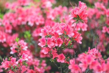 Kırmızı açelya, Azalea ağaçta çiçek açıyor.