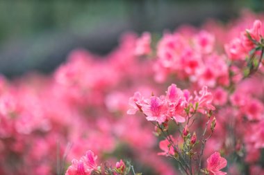 Kırmızı açelya, Azalea ağaçta çiçek açıyor.