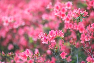 Kırmızı açelya, Azalea ağaçta çiçek açıyor.