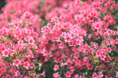 Kırmızı açelya, Azalea ağaçta çiçek açıyor.