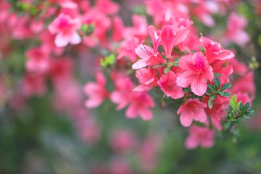Kırmızı açelya, Azalea ağaçta çiçek açıyor.