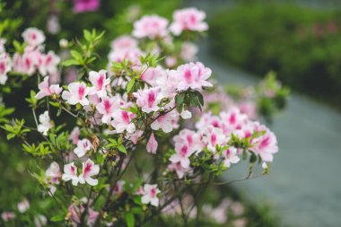 Pembe açelya çiçekleri, Park 'ta büyüyen bitkiler.