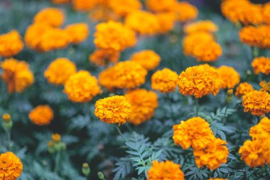 Park Turuncu Marigold Çiçeği 'nde çiçek tarhı