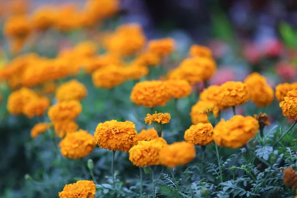 Canteiro Flores Parque Laranja Francês Calêndula Flor — Fotografia de Stock
