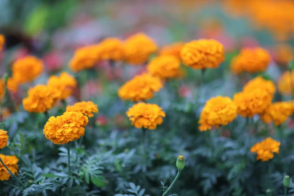 Cama Flores Parque Naranja Francés Flor Caléndula —  Fotos de Stock