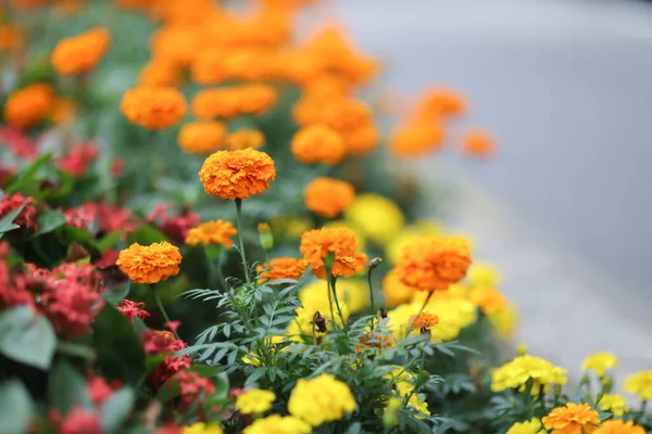 Blumenbeet Park Orange Französische Ringelblume — Stockfoto