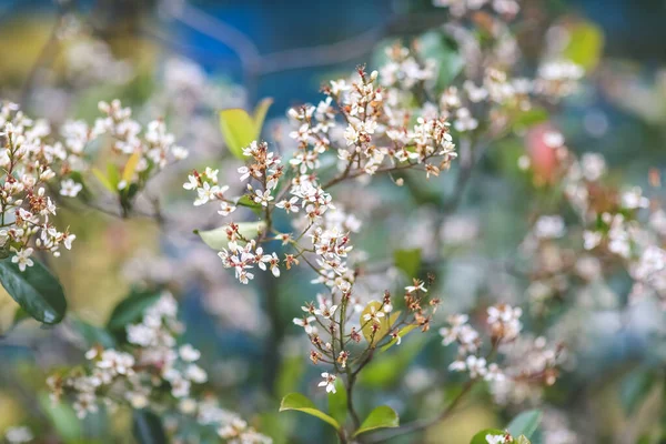 Zigeunerblumen Weiße Blumen Naturpark — Stockfoto