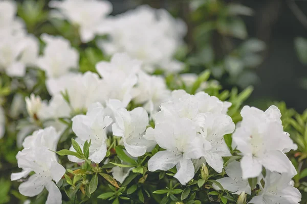 Fleurs Azalée Blanches Plantes Poussant Parc — Photo