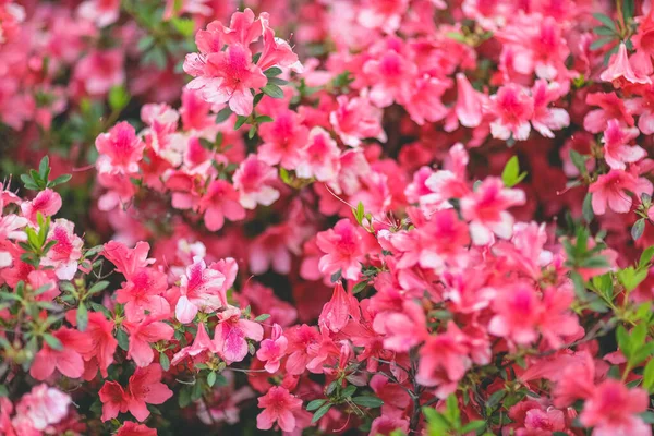 Kırmızı açelya, Azalea ağaçta çiçek açıyor.