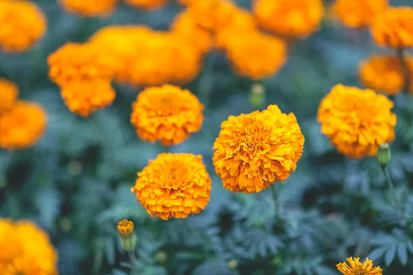 Virág Ágy Parkban Narancs Francia Marigold Virág — Stock Fotó