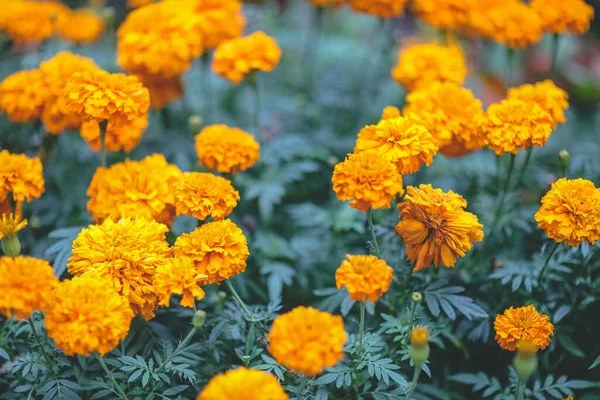 Flower Bed Park Orange French Marigold Flower — Stock Photo, Image