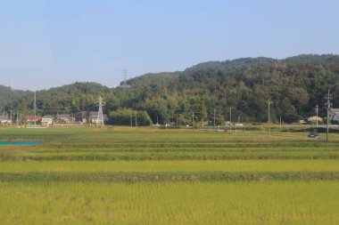 Japonya kırsalının manzarası. 30 Ekim 2013 Treni 'nde görünüm