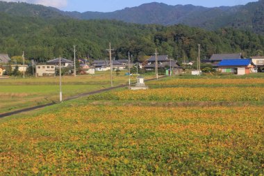 Japonya kırsalının manzarası. 30 Ekim 2013 Treni 'nde görünüm