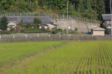 Japonya kırsalının manzarası. 30 Ekim 2013 Treni 'nde görünüm