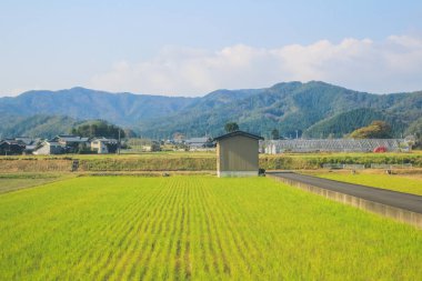 Japonya kırsalının manzarası. 30 Ekim 2013 Treni 'nde görünüm