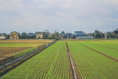 Japonya kırsalının manzarası. 30 Ekim 2013 Treni 'nde görünüm