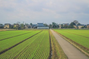 Japonya kırsalının manzarası. 30 Ekim 2013 Treni 'nde görünüm