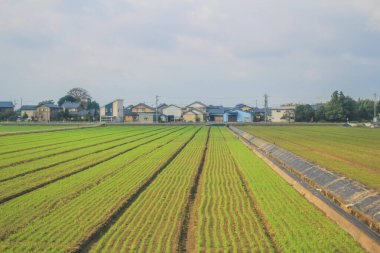 Japonya kırsalının manzarası. 30 Ekim 2013 Treni 'nde görünüm