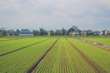 Japonya kırsalının manzarası. 30 Ekim 2013 Treni 'nde görünüm