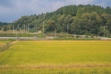 Japonya kırsalının manzarası. 30 Ekim 2013 Treni 'nde görünüm
