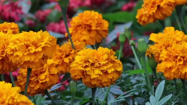 Naranja Flores Caléndula Francesa Viento — Vídeo de stock