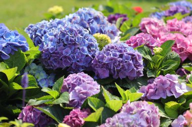 Ortanca bahçesinin rengi, Park 'ta açan çiçek.