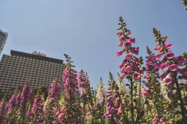Yüksükotu çiçekleri, 10 Mart 2023 ilkbaharında taze çiçek açtı.