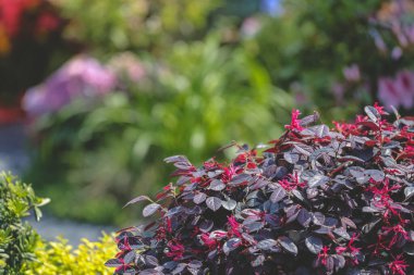 Peyzaj tasarımı ev bahçesi, çiçek fuarı Hong Kong 10 Mart 2023