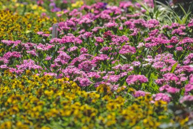 Ortanca bahçesinin rengi, Park 'ta açan çiçek.