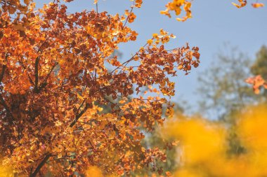 Japon bahçesinin sonbahar renkli kırmızı akçaağaç yaprağı